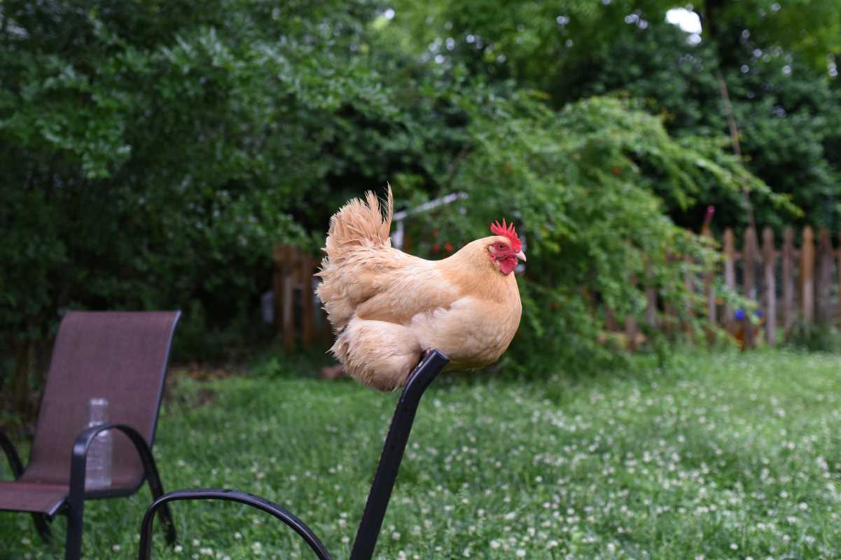 10 Essential Tips for Successful Backyard Chicken Keeping