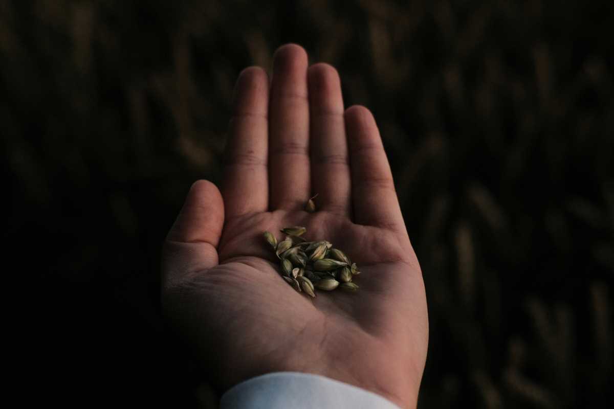 5 Key Steps to Starting a Seed Saving and Exchange Network
