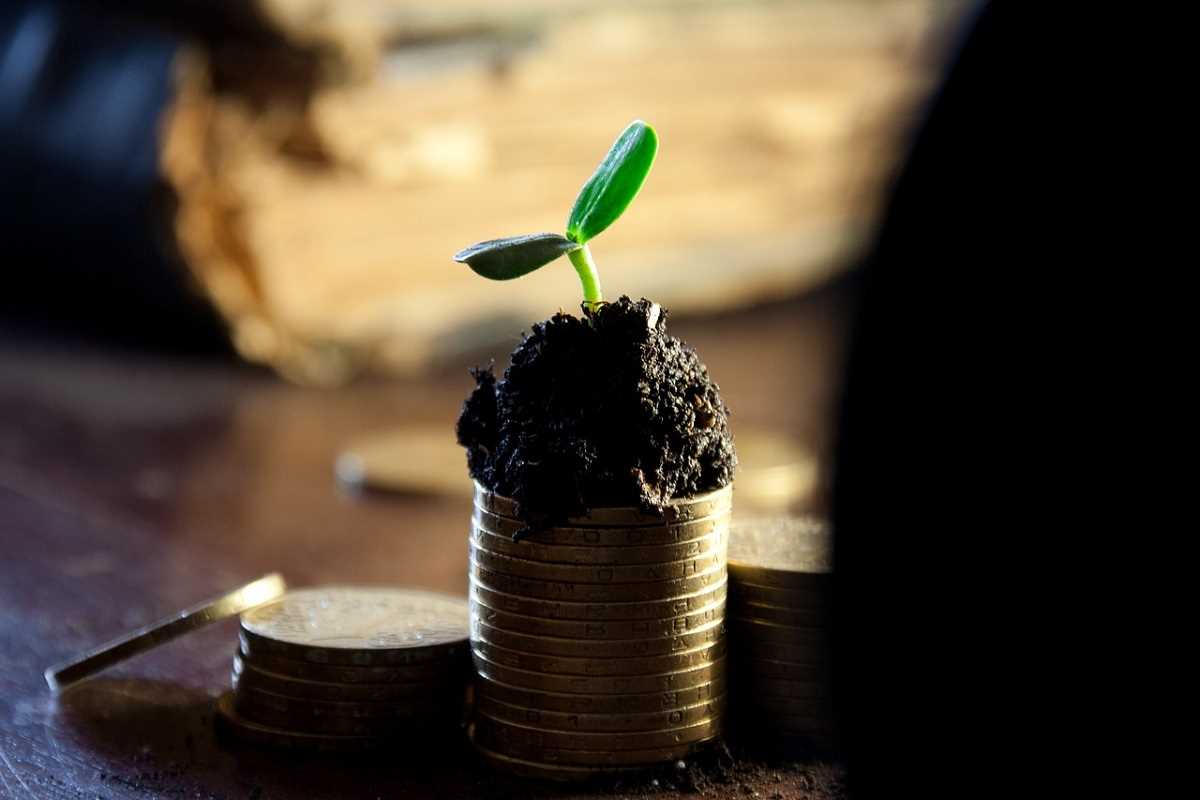 Smart Money Skills for Backyard Growers