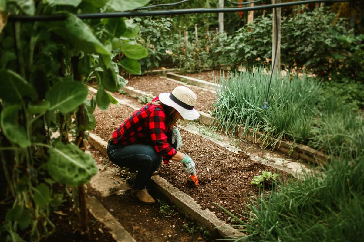 How to Plan Seasonal Crops for Continuous Harvests