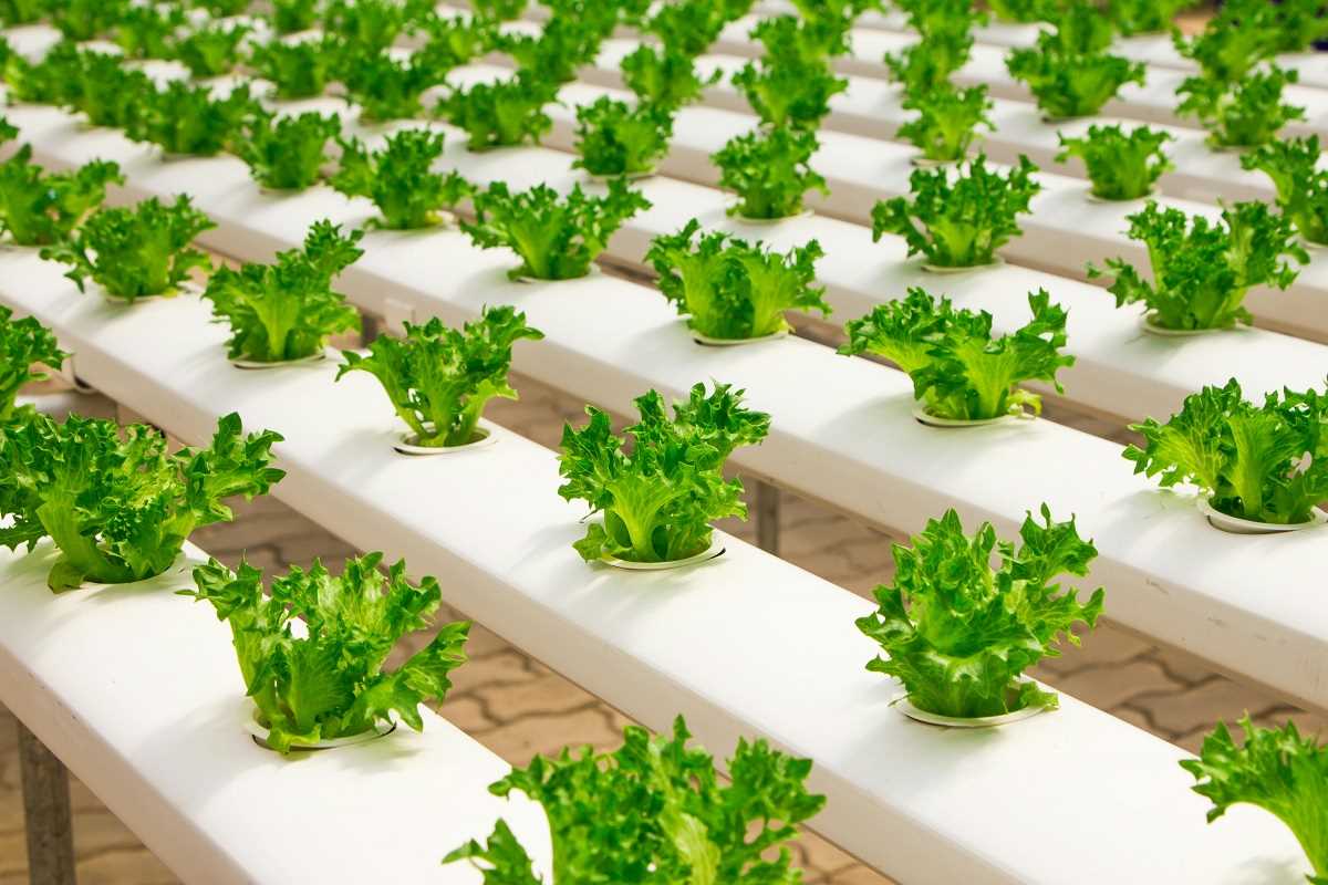 A Step-By-Step Guide to Equip Smart Tools in Your Vegetable Patch