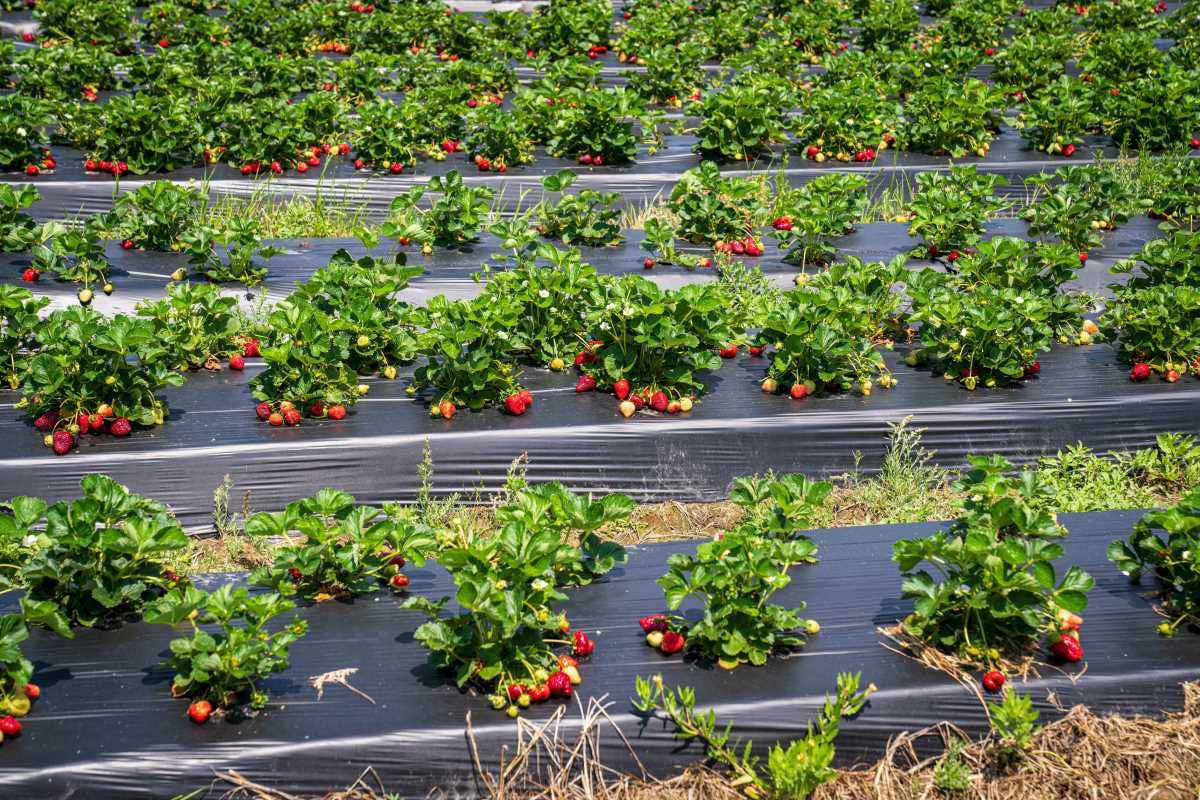 Easy Steps to Use Biodegradable Mulch Films in Raised Beds