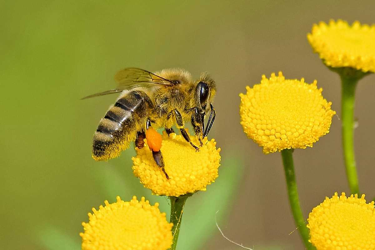 Pollinator-Friendly Gardening With Engaging Local Education Sessions