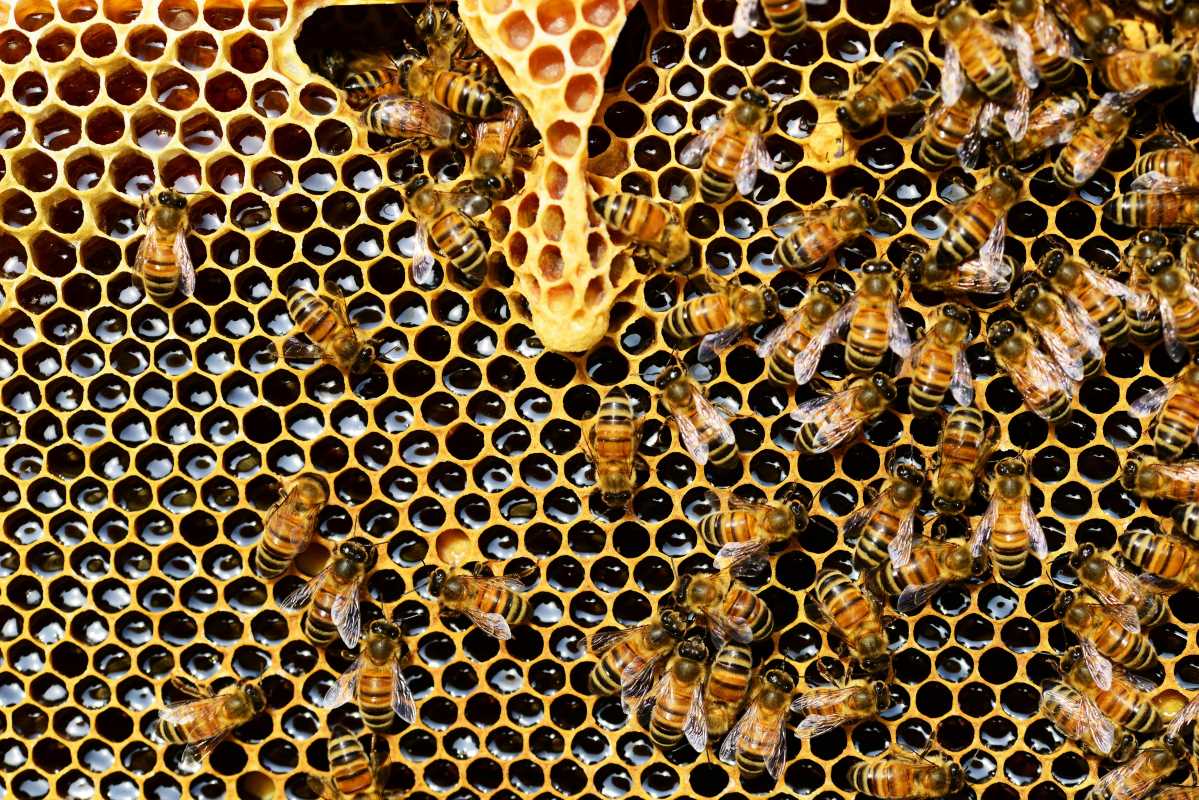 How to Boost Pollinator Health Using Beekeeping Sensor Technology