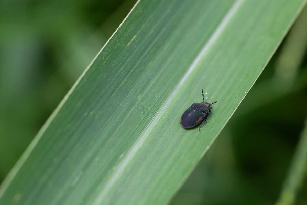 Top Mobile Apps for Fast Pest and Disease Identification on the Farm