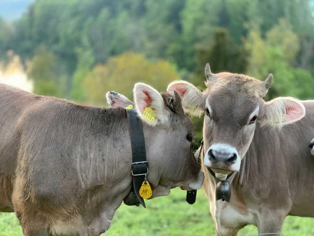 How to Enhance Livestock Monitoring With Wearable Sensor Networks