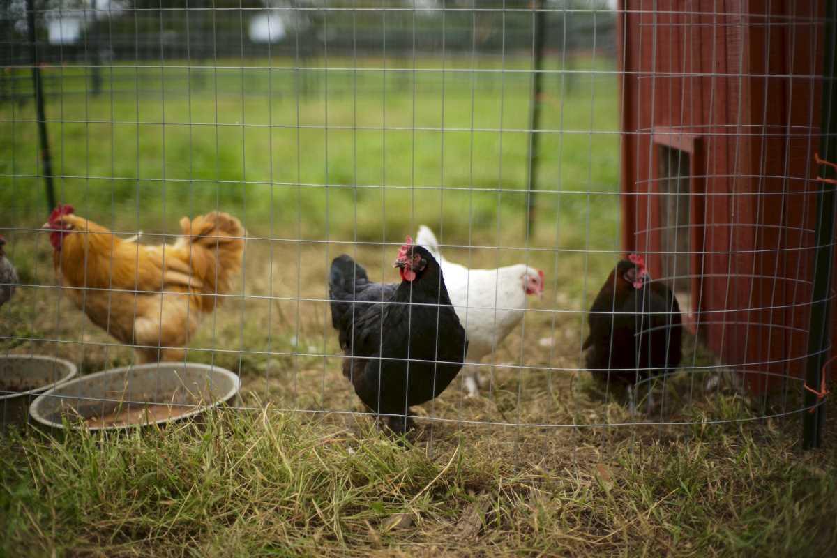 The Top Automated Chicken Coop Solutions for Smaller Flocks